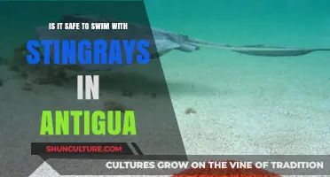 Swimming with Stingrays in Antigua: Safety Tips and What to Expect
