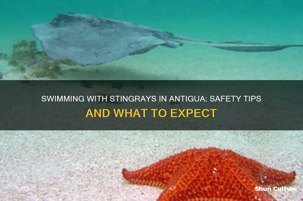 is it safe to swim with stingrays in antigua