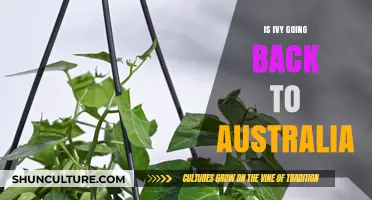 Is Ivy Returning to Australia? Latest Updates and Speculations
