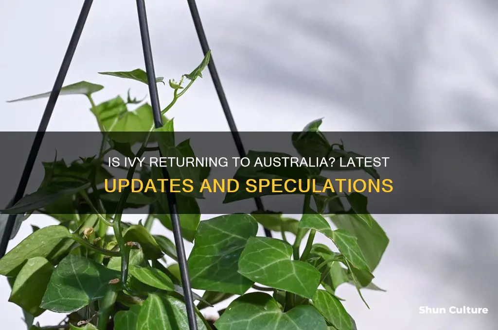 is ivy going back to australia