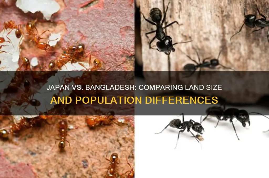is japan bigger than bangladesh