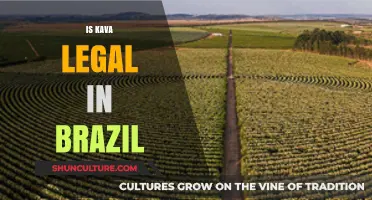 Is Kava Legal in Brazil? Exploring Its Current Legal Status