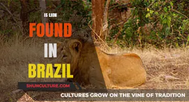Are Lions Native to Brazil? Uncovering the Truth About Brazilian Wildlife