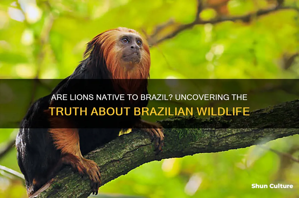 is lion found in brazil