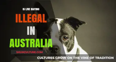 Live Baiting: Australia's Cruelty or Legal Hunting?