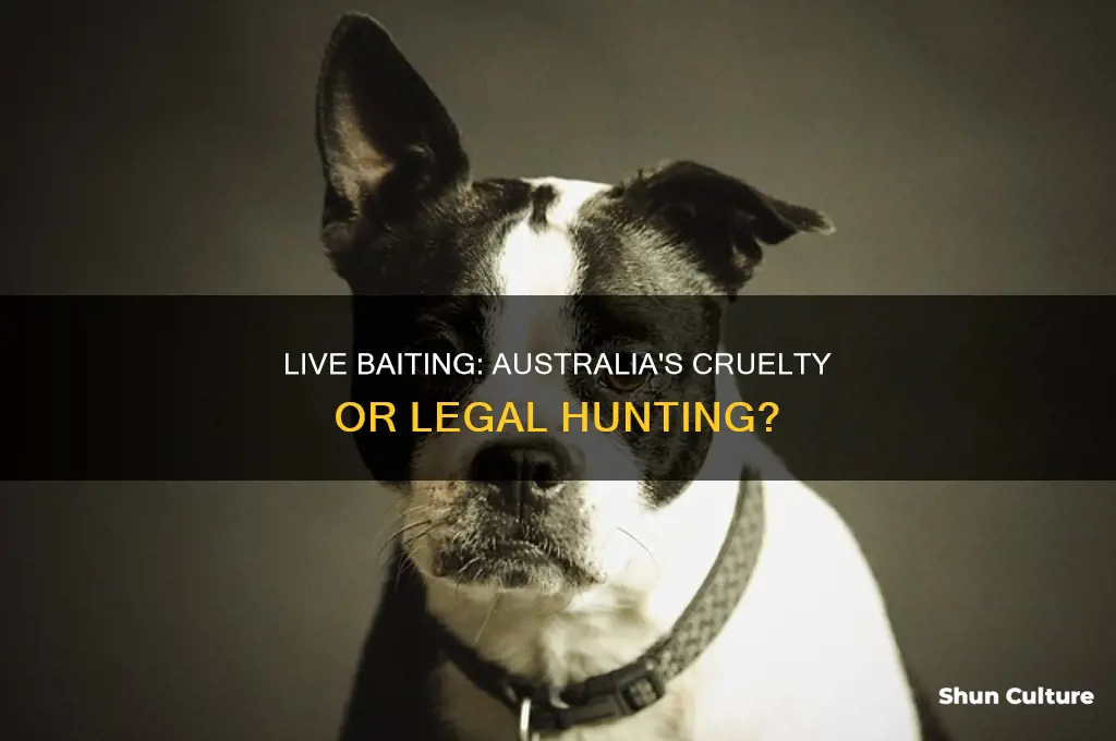is live baiting illegal in australia