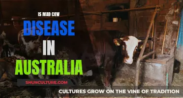 Mad Cow Disease: Australia's Battle