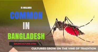 Malaria in Bangladesh: Prevalence, Risks, and Prevention Strategies