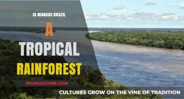 Manaus, Brazil: A Tropical Rainforest Hub or Urban Myth?