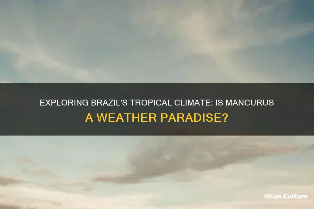 is mancurus brazil tropical weather