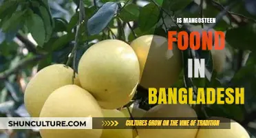 Exploring Mangosteen's Presence in Bangladesh: A Tropical Fruit Mystery