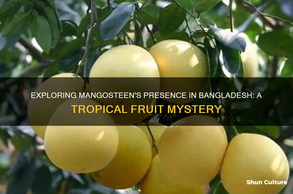is mangosteen foond in bangladesh