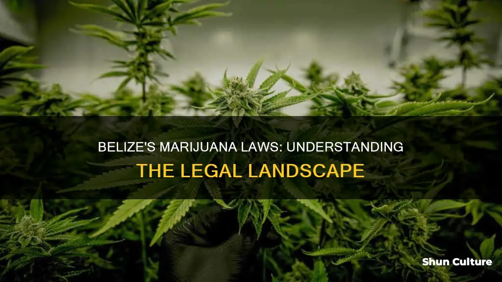 is marajuana legal in belize