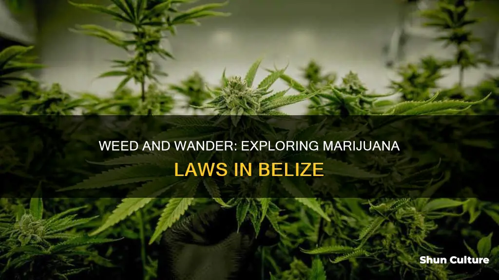 is marijuanna llegal in belize