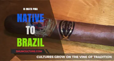 Is Mata Fina Tobacco Truly Native to Brazil? Uncovering Its Origins