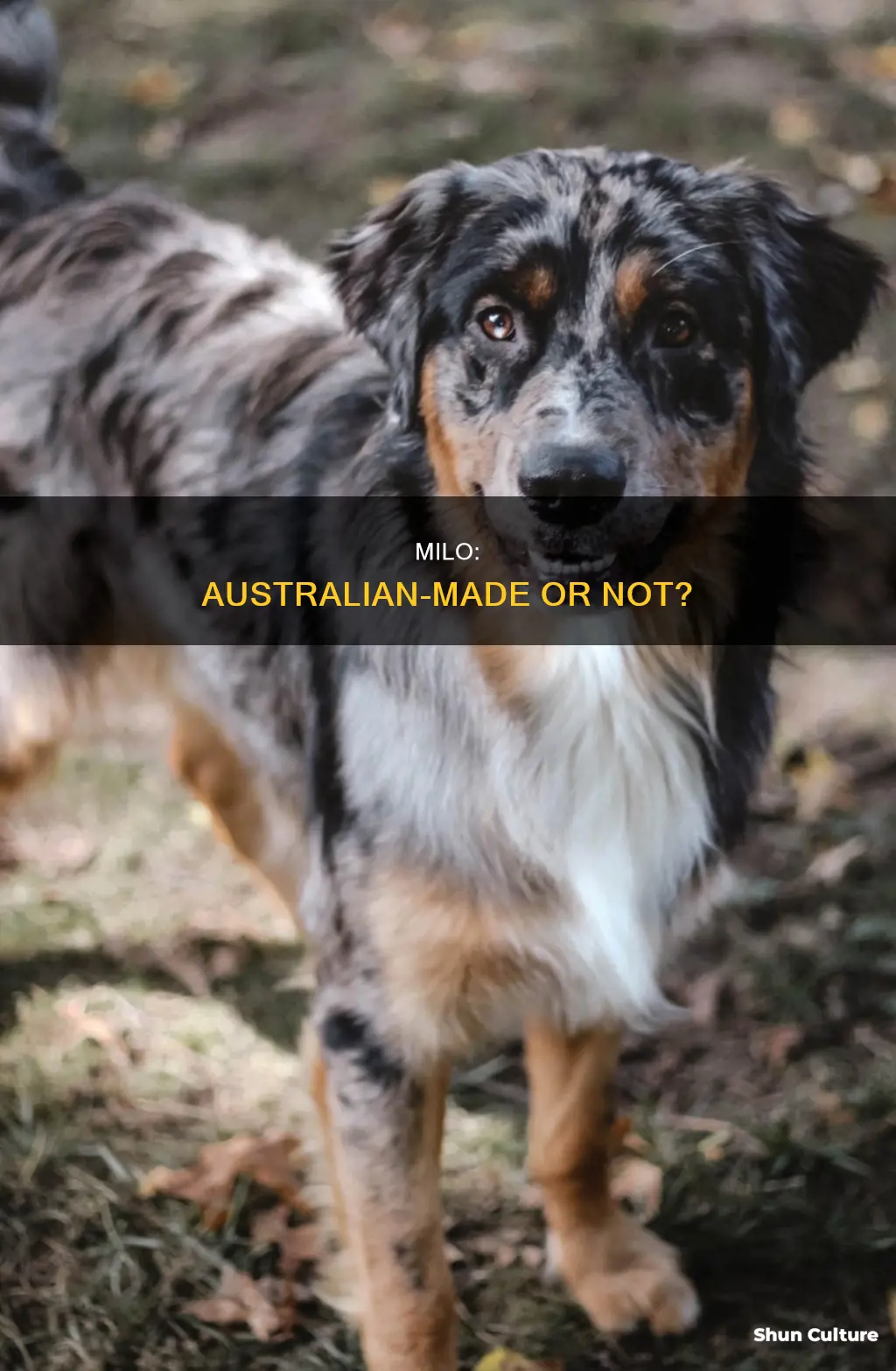 is milo australian made
