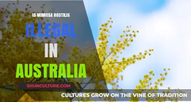 Mimosa Hostilis: Australia's Legal Stance on the Plant