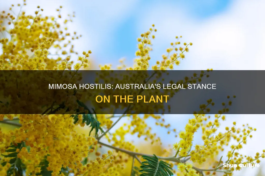 is mimosa hostilis illegal in australia