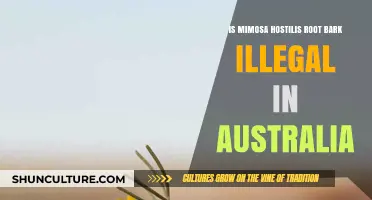 Mimosa Hostilis: Australia's Legal Status Unveiled