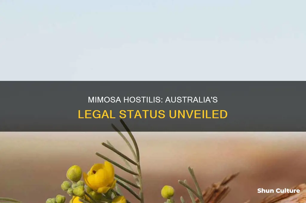 is mimosa hostilis root bark illegal in australia