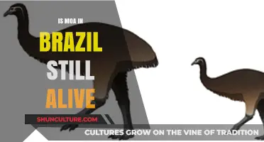 Is the Legendary Moa Bird Still Alive in Brazil?