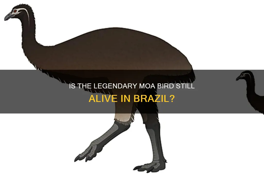 is moa in brazil still alive