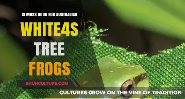 Moss and White's Tree Frogs: A Perfect Match?