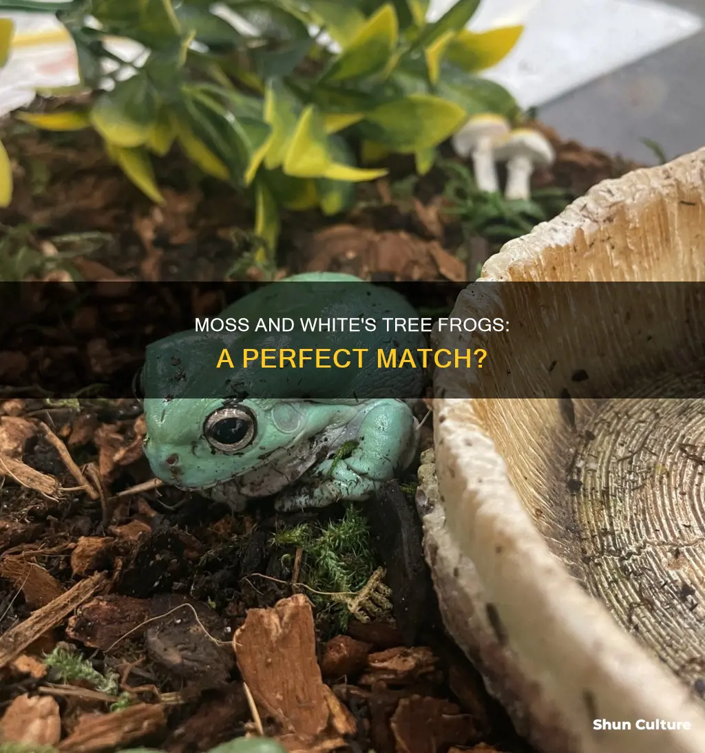 is moss good for australian white4s tree frogs