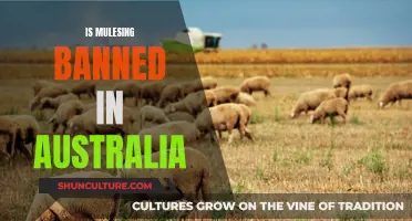 Mulesing in Australia: Is the Practice Banned?