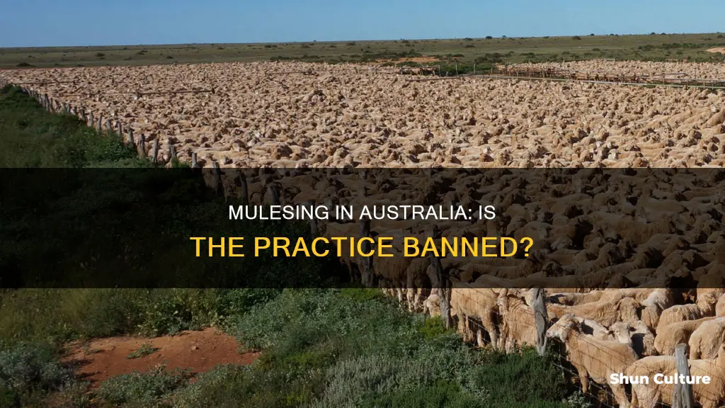 is mulesing banned in australia