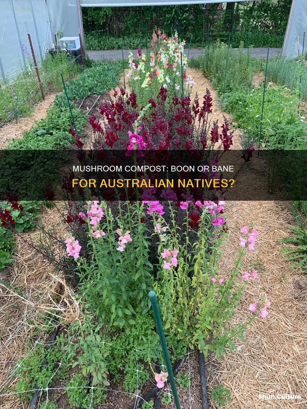 is mushroom compost good for australian natives