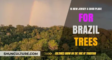 Can Brazil Trees Thrive in New Jersey's Climate and Soil?