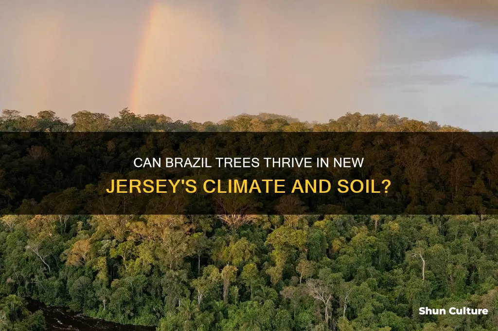 is new jersey a good place for brazil trees