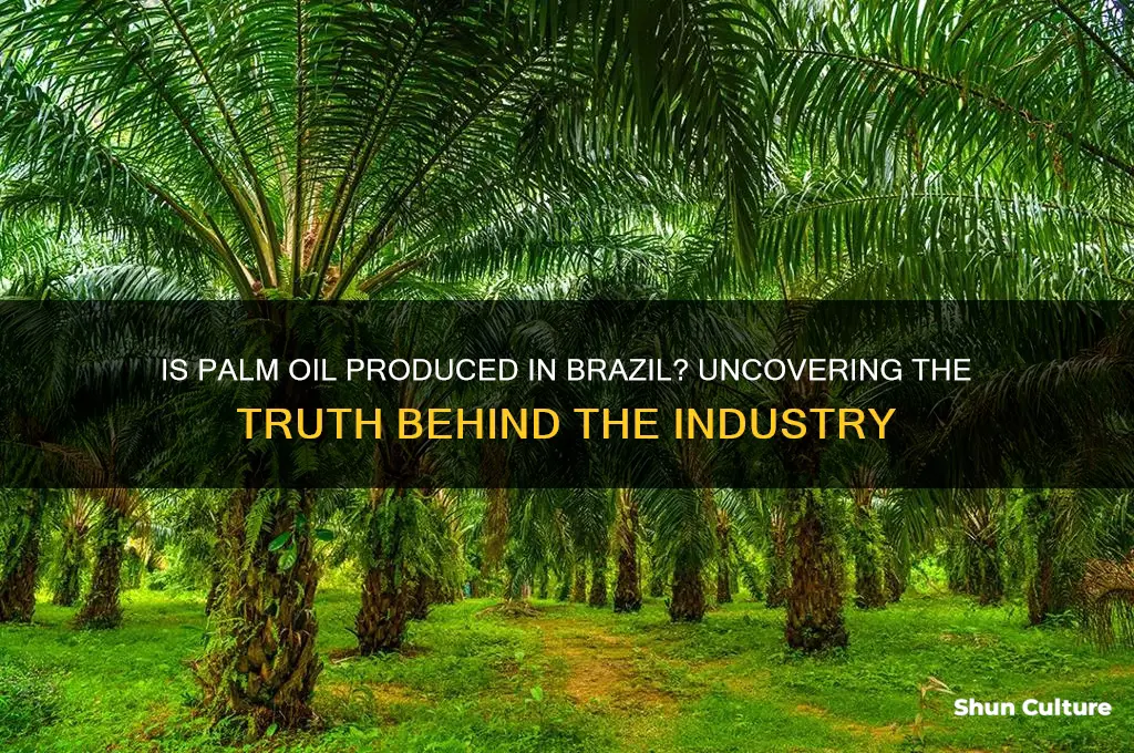 is palm oil made in brazil
