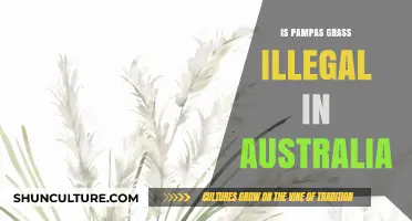 Pampas Grass: Australia's Outlawed Ornamental