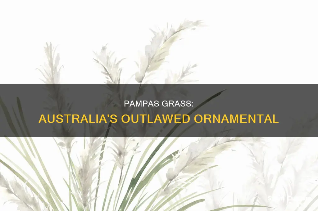 is pampas grass illegal in australia