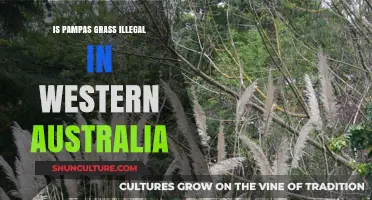 Pampas Grass: Banned in Western Australia?