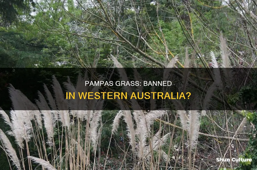 is pampas grass illegal in western australia