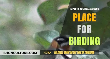 Birding in Perth, Australia: A Nature Lover's Paradise