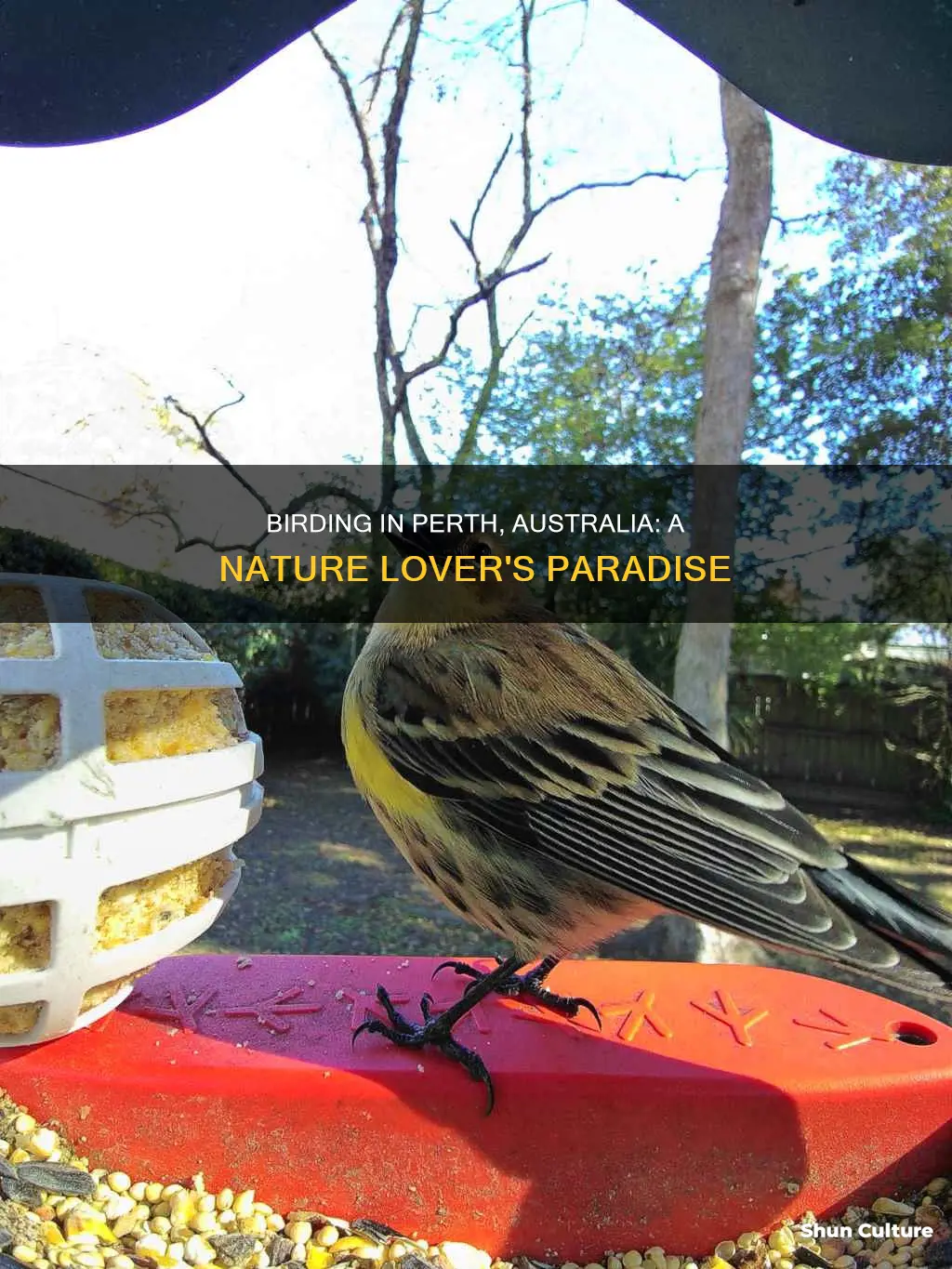 is perth australia a good place for birding