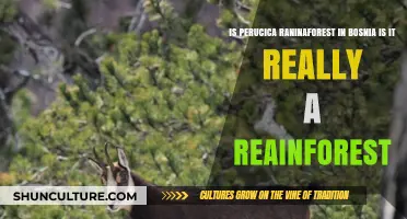 Perucica Rainforest in Bosnia: Myth or Actual Rainforest?