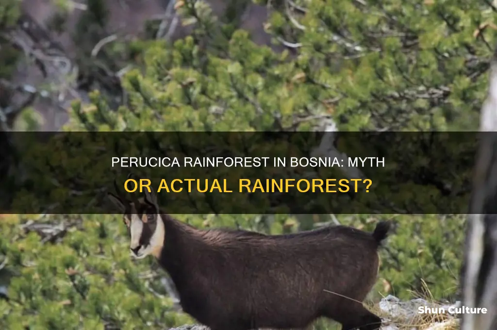 is perucica raninaforest in bosnia is it really a reainforest