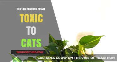 Is Philodendron Brazil Toxic to Cats? A Safety Guide