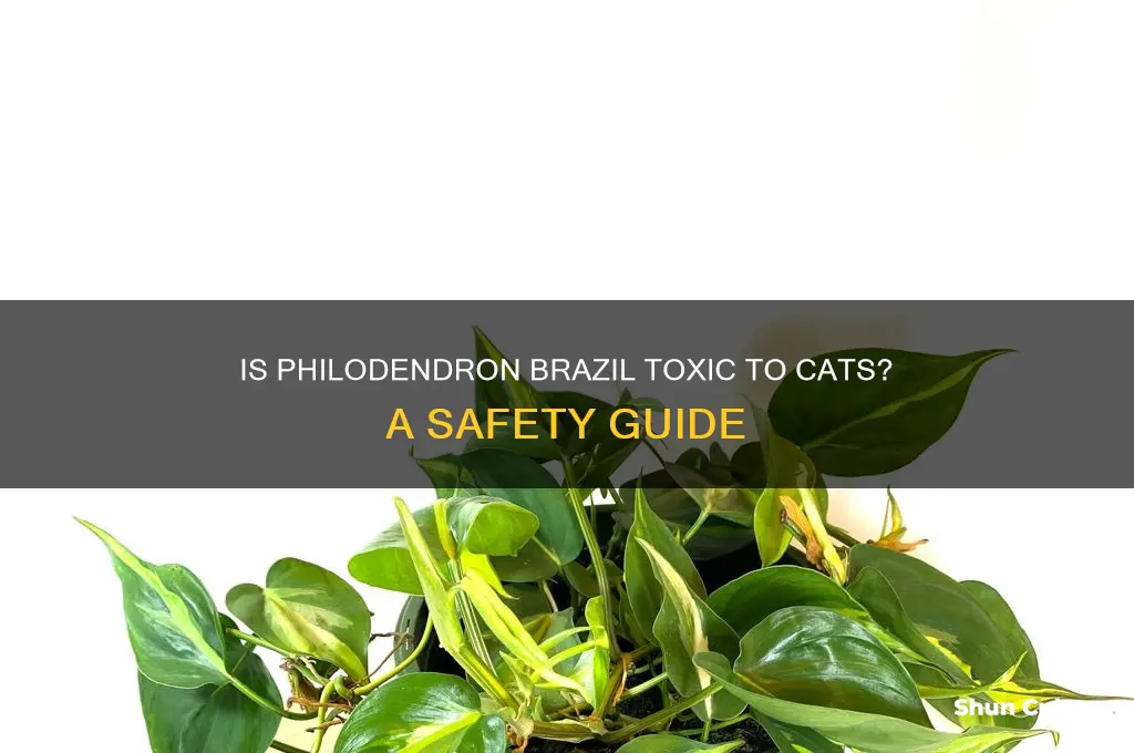 is philodendron brazil toxic to cats