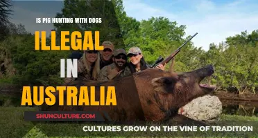 Pig Hunting with Dogs: Is It Legal in Australia?