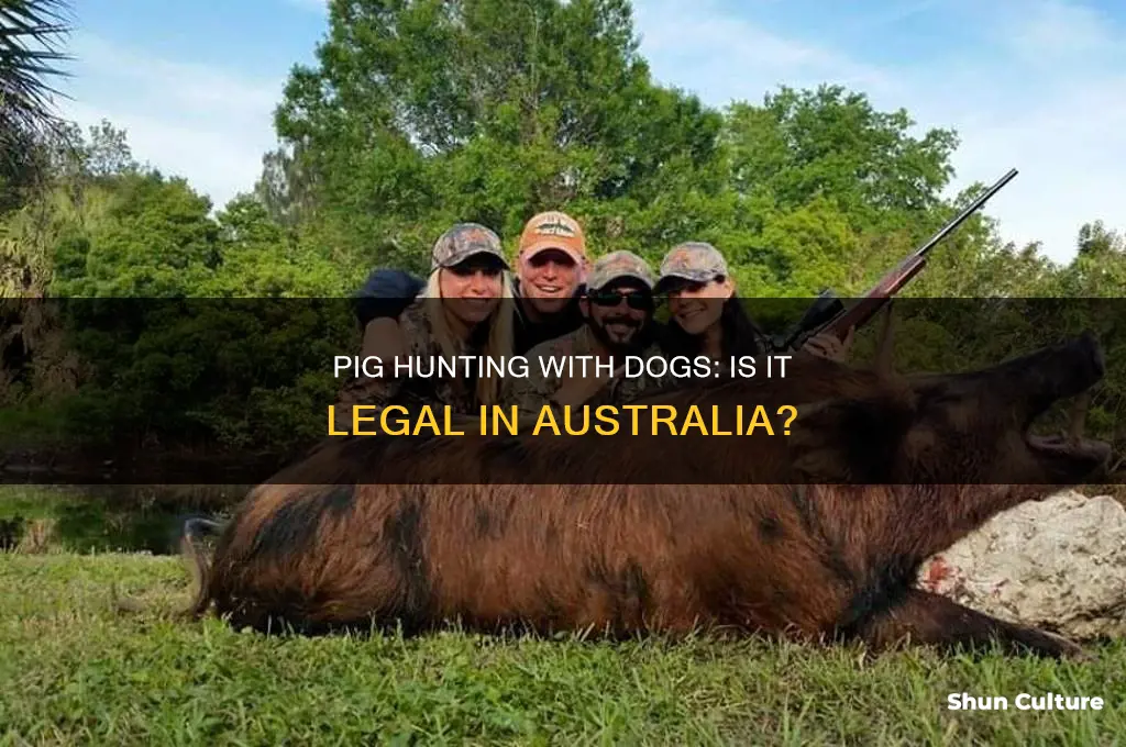 is pig hunting with dogs illegal in australia