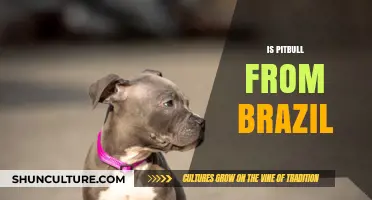 Is Pitbull Brazilian? Unraveling the Origins of the Famous Rapper