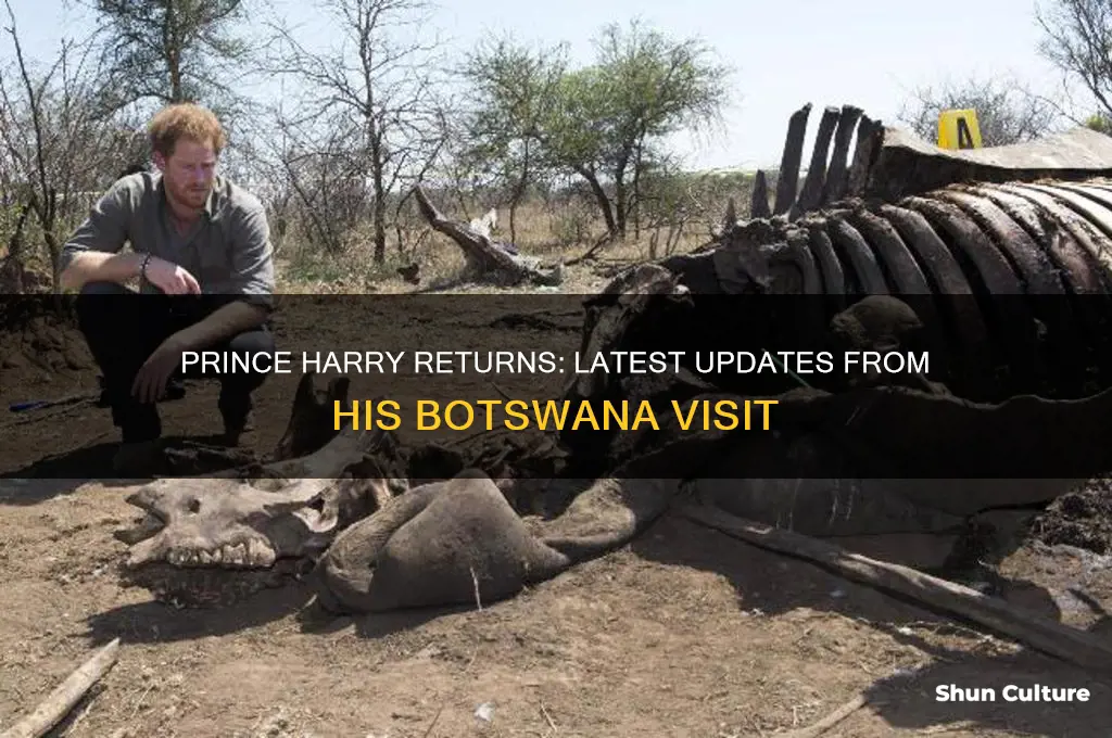 is prince harry back from botswana