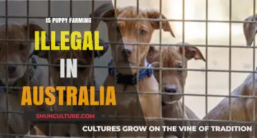 Puppy Farming: Australia's Legal Perspective