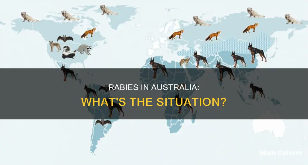 is rabies found in australia
